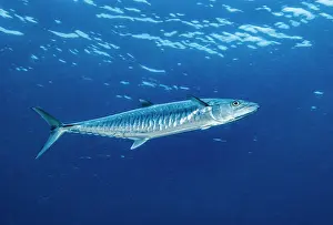 Oceania Prints: Narrow-barred Spanish mackerel (Scomberomorus commerson) portrait