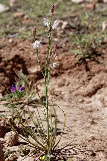 Lilianae Prints: Narrow-leaved asphodel (Asphodelus tenuifolius) flowering