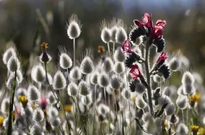 Images Dated 18th April 2009: Narrow leaved bugloss (Echium angustifolium) and Harestail grass (Lagurus ovatus) Mochlos
