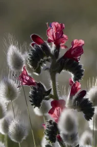 Images Dated 18th April 2009: Narrow leaved bugloss (Echium angustifolium) and Harestail grass (Lagurus ovatus) Mochlos