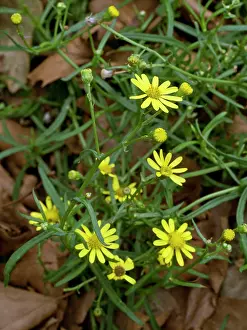 Alien Species Prints: Narrow-leaved ragwort (Senecio inaequidens) in flower