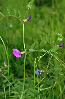 Rosanae Prints: Narrow-leaved vetch (Vicia sativa nigra) in flower, Bromley, Kent, UK. April