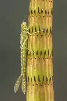 Narrow-winged damselfly nymph (Ischnura elegans), camouflaged on a stem of horsetail plant