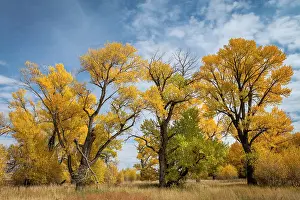 Narrowleaved cottonwood trees (Populus angustifolia) in autumn colour mark a wet area on the prairie. Montana, USA, October