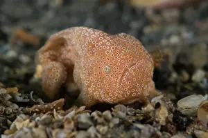 South Australia Prints: Narungga anglerfish {Histiophryne narungga) is a small species of frogfish that has no rod and lure