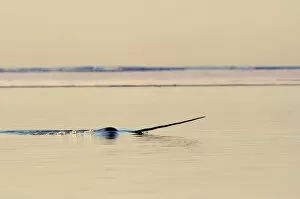 Images Dated 5th April 2009: Narwhal (Monodon monoceros) showing tusk above water surface. Baffin Island, Nunavut, Canada, April