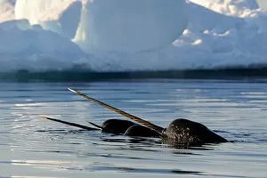 Images Dated 7th April 2009: Narwhal (Monodon monoceros) showing tusks above water surface. Baffin Island, Nunavut