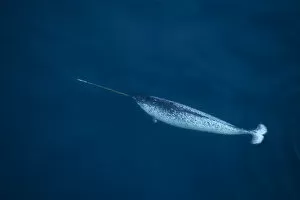Narwhal (Monodon monoceros) swimming near the surface, seen from the air. Pond Inlet