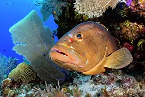 Serranidae Prints: Nassau grouper (Epinephelus striatus) resting on a coral reef with a Cleaning goby (Elacatinus genie) in attendance
