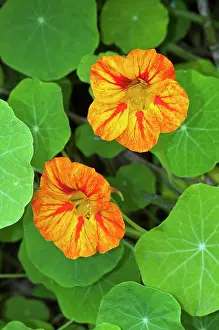 Rosanae Prints: Nasturtium (Tropaeolum majus) in flower