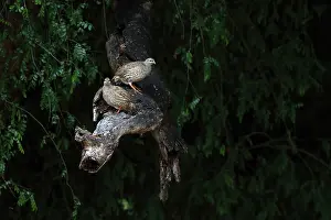 Perdicinae Prints: Two Natal spurfowls (Pternistis natalensis) perched on branch in forest