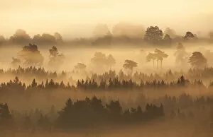 Native pine forest silhouetted at dawn with rising mist. Cairngorms National Park