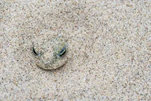 High Angle View Prints: Natterjack toad (Epidalea calamita) buried in sand during the day