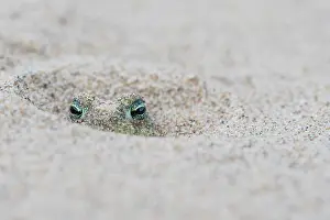 Cooling Down Prints: Natterjack toad (Epidalea calamita) buried in sand during the day