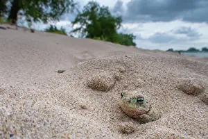 Cooling Down Prints: Natterjack toad (Epidalea calamita) buried in sand during the day