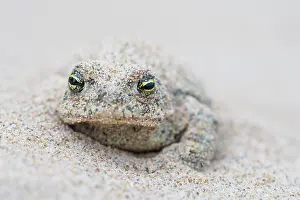 Anura Prints: Natterjack toad (Epidalea calamita) buried in sand during the day
