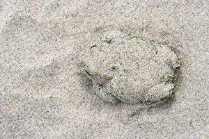 Anura Prints: Natterjack toad (Epidalea calamita) buried in sand during the day