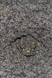 Anura Prints: Natterjack toad (Epidalea calamita) buried in sand to stay cool during the day