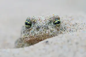 Amphibia Prints: Natterjack toad (Epidalea calamita) buried in sand to stay cool during the day