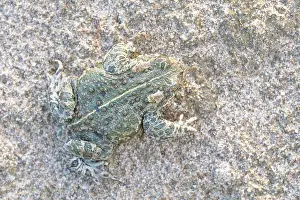 Amphibia Prints: Natterjack toad (Epidalea calamita) camouflaged on sand