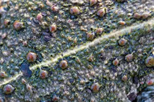 Epidalea Prints: Natterjack toad (Epidalea calamita) close up of skin showing poison glands and vertebral stripe
