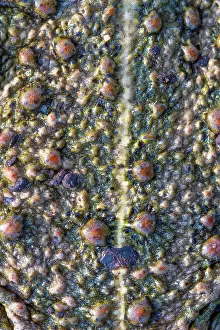 Amphibia Prints: Natterjack toad (Epidalea calamita) close up of skin showing poison glands and vertebral stripe