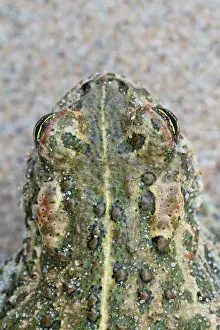 Anura Prints: Natterjack toad (Epidalea calamita) head portrait