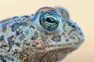 Amphibia Prints: Natterjack toad (Epidalea calamita) head portrait, Millingerwaard, The Netherlands. April