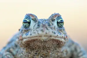 Amphibia Prints: Natterjack toad (Epidalea calamita) head portrait, Millingerwaard, The Netherlands. April