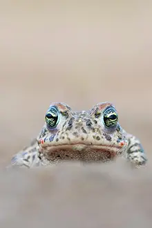 Amphibia Prints: Natterjack toad (Epidalea calamita) head portrait, Millingerwaard, The Netherlands. April
