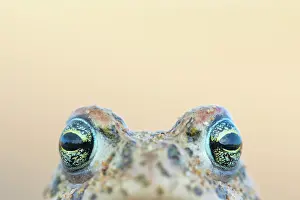 Amphibia Prints: Natterjack toad (Epidalea calamita) head portrait, Millingerwaard, The Netherlands. April