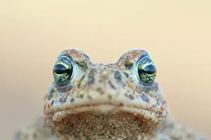Amphibia Prints: Natterjack toad (Epidalea calamita) head portrait, Millingerwaard, The Netherlands. April