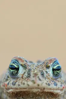 Amphibia Prints: Natterjack toad (Epidalea calamita) head portrait, Millingerwaard, The Netherlands. April