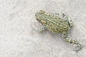 Anura Prints: Natterjack toad (Epidalea calamita) moving over sand, Millingerwaard, The Netherlands. May