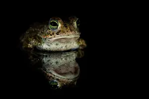 Amphibia Prints: Natterjack toad (Epidalea calamita) at night