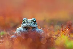 Anura Prints: Natterjack toad (Epidalea calamita) portrait, Nijmegen, The Netherlands. May