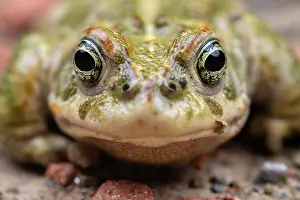 Anura Prints: Natterjack toad (Epidalea calamita) portrait, Thurgau, Switzerland.
July