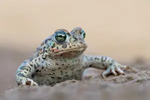Amphibia Prints: Natterjack toad (Epidalea calamita) portrait, Millingerwaard, The Netherlands. April