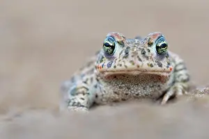 Amphibia Prints: Natterjack toad (Epidalea calamita) portrait, Millingerwaard, The Netherlands. April