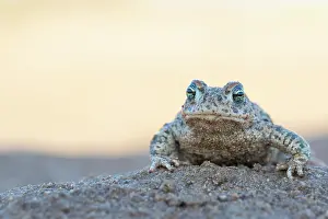 Amphibia Prints: Natterjack toad (Epidalea calamita) portrait, Millingerwaard, The Netherlands. April