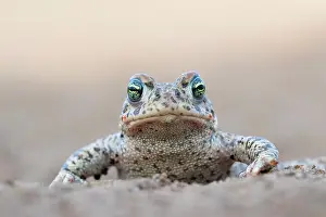 Amphibia Prints: Natterjack toad (Epidalea calamita) portrait, Millingerwaard, The Netherlands. April