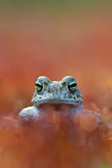 Amphibia Prints: Natterjack toad (Epidalea calamita) portrait, Nijmegen, The Netherlands. May