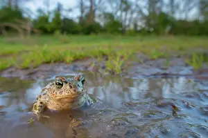 Amphibia Prints: Natterjack toad (Epidalea calamita) resting in shallow