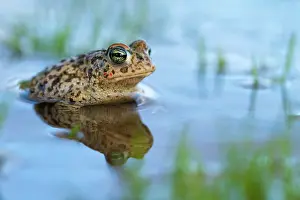 Epidalea Prints: Natterjack toad (Epidalea calamita) resting in shallow water