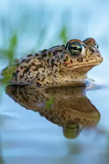 Anura Prints: Natterjack toad (Epidalea calamita) resting in shallow water