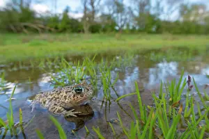 Amphibia Prints: Natterjack toad (Epidalea calamita) resting in shallow water