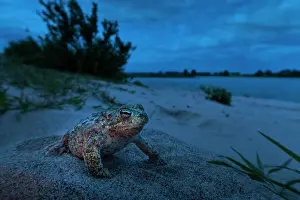 Epidalea Prints: Natterjack toad (Epidalea calamita) on sand at night, Millingerwaard, The Netherlands. May