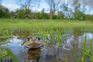 Amphibia Prints: Natterjack toad (Epidalea calamita) submerged in shallow water