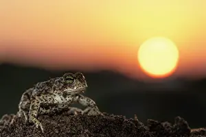 Amphibia Prints: Natterjack toad (Epidalea calamita) at sunset, portrait, Nijmegen The Netherlands. April