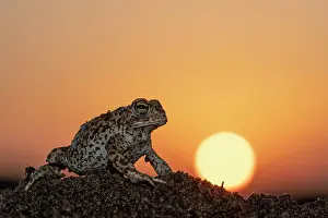 Amphibia Prints: Natterjack toad (Epidalea calamita) at sunset, portrait, Nijmegen The Netherlands. April